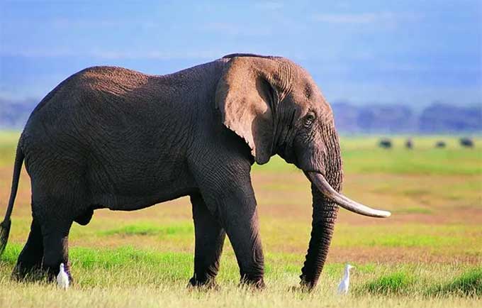 大象象征文化与历史传承 The Symbolic Role of Elephants in Culture and Historical Heritage