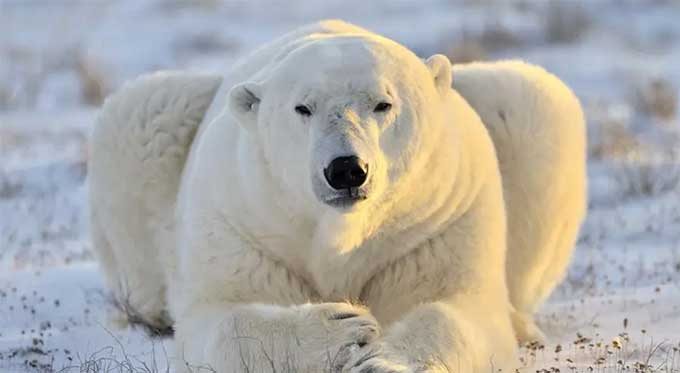 人类活动对北极熊的影响 The Impact of Human Activities on Polar Bears
