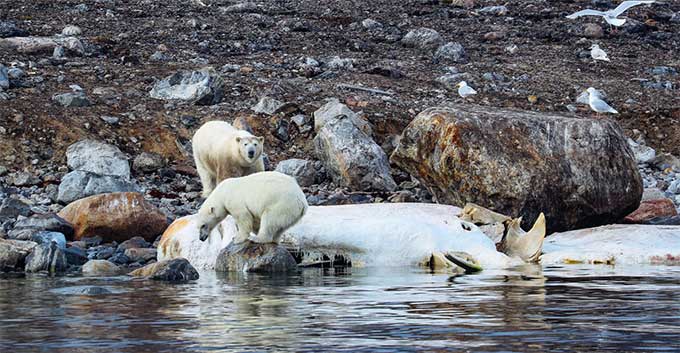 保护北极熊及其栖息地 Protecting Polar Bears and Their Habitat