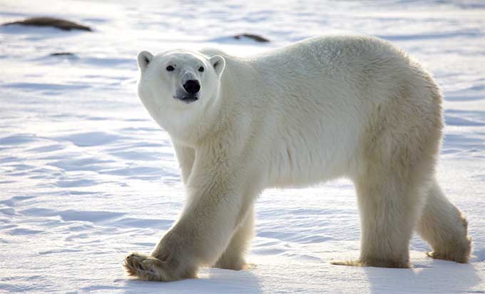 气候变化对北极熊的影响 The Impact of Climate Change on Polar Bears