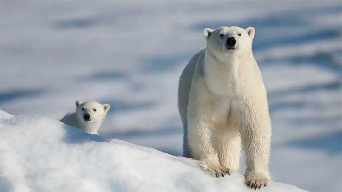北极熊的食物链和生态平衡 The Food Chain and Ecological Balance of Polar Bears