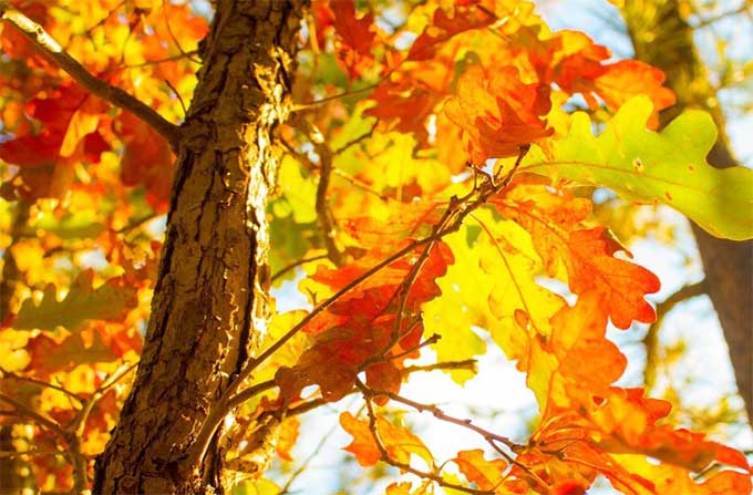 秋天树叶的魅力 The Magic of Autumn Leaves（精选2篇）